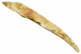 Fossil Shark (Asteracanthus) Dorsal Spine - Kem Kem Beds #353084-1